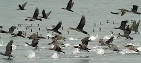 Grand Cormoran - Phalacrocorax carbo